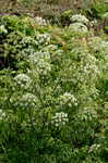 Water hemlock